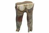 Fossil Woolly Rhino (Coelodonta) Tooth - Siberia #225599-2